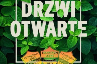 🐺 Wilk szary – historie prawdziwe z Borów Tucholskich